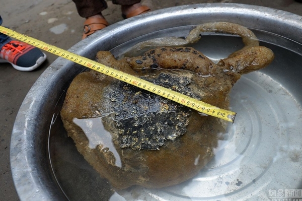 เห็ดหลินจือ เห็ดหลินจือ