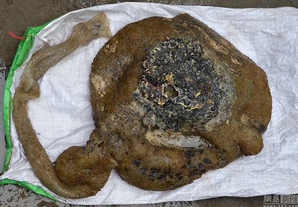 เห็ดหลินจือ เห็ดหลินจือ