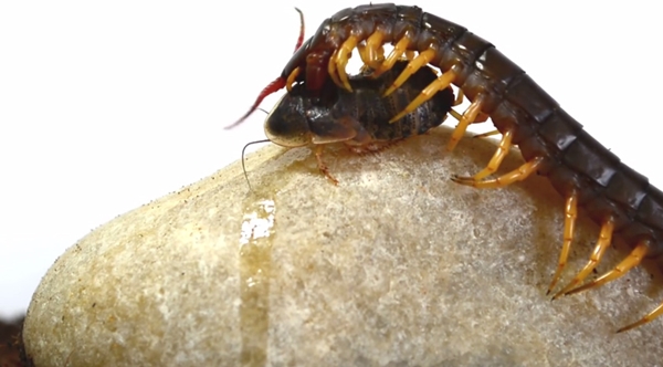 ตะขาบกินแมลงสาบ ตะขาบกินแมลงสาบ