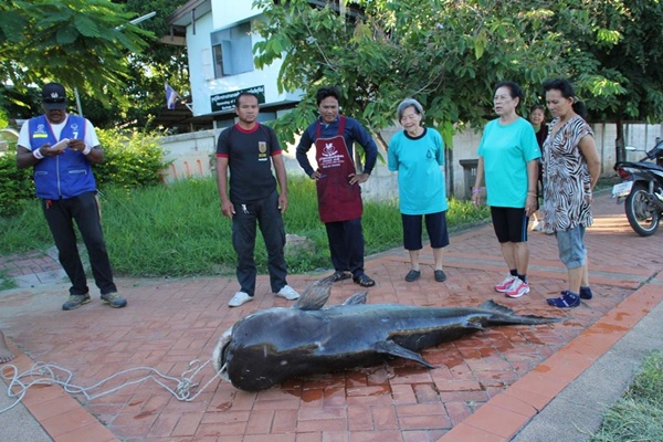 ปลาบึกยักษ์ ปลาบึกยักษ์