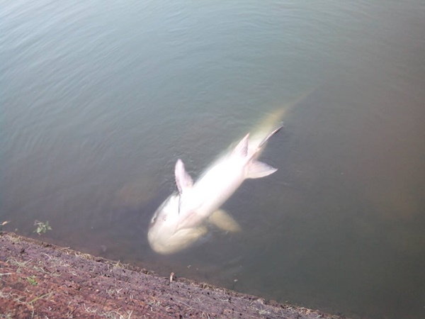 ปลาบึกยักษ์ ปลาบึกยักษ์