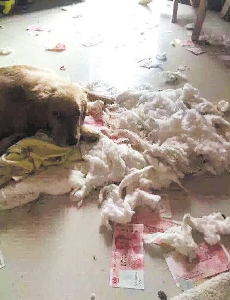 พ่อบ้านใจกล้าแอบเมียซ่อนเงินในผ้าห่ม พ่อบ้านใจกล้าแอบเมียซ่อนเงินในผ้าห่ม