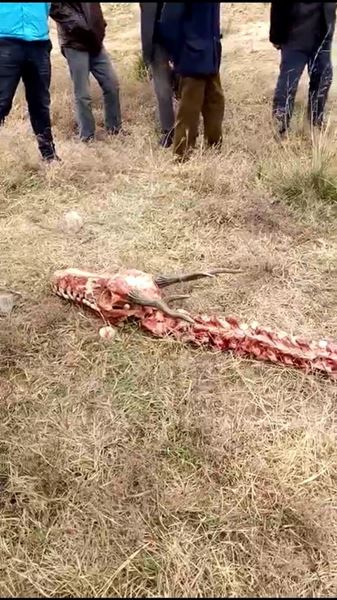 โครงกระดูกปริศนา โครงกระดูกปริศนา