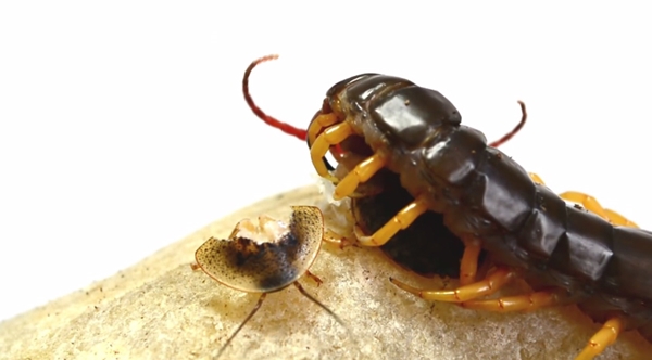 ตะขาบกินแมลงสาบ ตะขาบกินแมลงสาบ