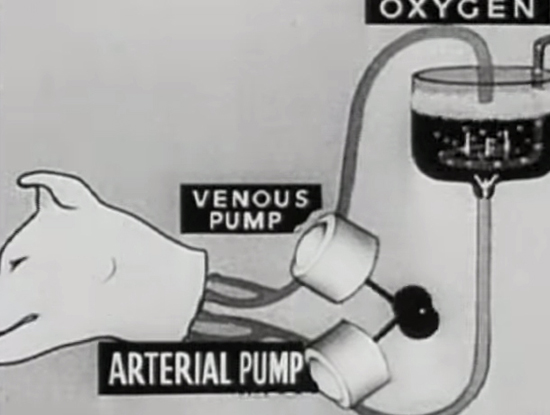 เปิดการทดลองสุดสะพรึงของโซเวียต ...การคืนชีพของสิ่งมีชีวิต เปิดการทดลองสุดสะพรึงของโซเวียต ...การคืนชีพของสิ่งมีชีวิต