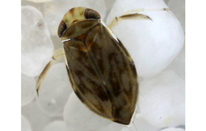 16 สุดยอดสถิติโลก ฉลองครบรอบ 60 ปี กินเนสส์ เวิลด์ เรคคอร์ด 16 สุดยอดสถิติโลก ฉลองครบรอบ 60 ปี กินเนสส์ เวิลด์ เรคคอร์ด