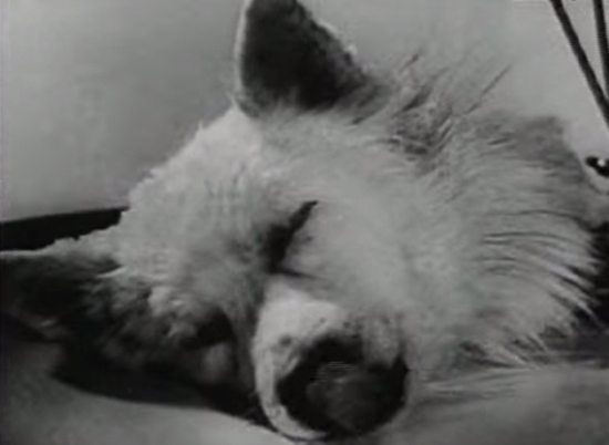 เปิดการทดลองสุดสะพรึงของโซเวียต ...การคืนชีพของสิ่งมีชีวิต เปิดการทดลองสุดสะพรึงของโซเวียต ...การคืนชีพของสิ่งมีชีวิต