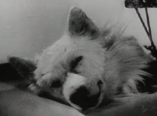 เปิดการทดลองสุดสะพรึงของโซเวียต ...การคืนชีพของสิ่งมีชีวิต เปิดการทดลองสุดสะพรึงของโซเวียต ...การคืนชีพของสิ่งมีชีวิต