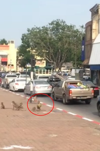 ลิงขโมยทุเรียน ลิงขโมยทุเรียน