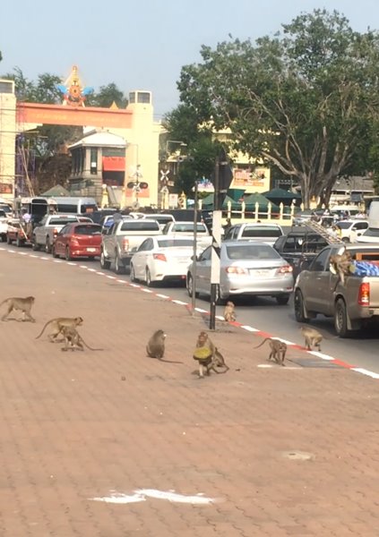 ลิงขโมยทุเรียน ลิงขโมยทุเรียน