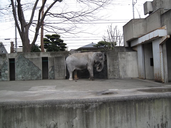 ฮานาโกะ ฮานาโกะ