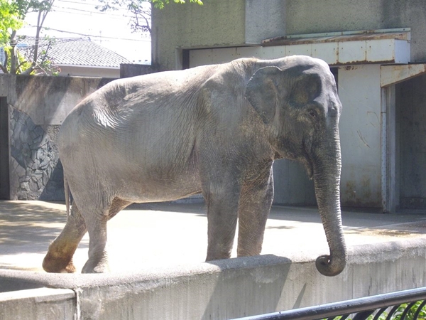 ฮานาโกะ ฮานาโกะ