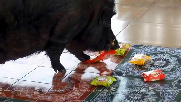 หมูป่าแสนรู้ ชอบกินขนมปังสอดไส้ อ้วนฉุหนักเกือบ 200 โล หมูป่าแสนรู้ ชอบกินขนมปังสอดไส้ อ้วนฉุหนักเกือบ 200 โล