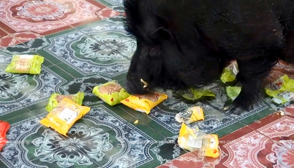 หมูป่าแสนรู้ ชอบกินขนมปังสอดไส้ อ้วนฉุหนักเกือบ 200 โล หมูป่าแสนรู้ ชอบกินขนมปังสอดไส้ อ้วนฉุหนักเกือบ 200 โล