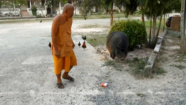 หมูป่าแสนรู้ ชอบกินขนมปังสอดไส้ อ้วนฉุหนักเกือบ 200 โล หมูป่าแสนรู้ ชอบกินขนมปังสอดไส้ อ้วนฉุหนักเกือบ 200 โล