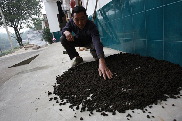 จีนทำอึ้ง ดื่มยาขี้วัวขี้แกะ เชื่อเป็นกลเม็ดต้านมะเร็ง จีนทำอึ้ง ดื่มยาขี้วัวขี้แกะ เชื่อเป็นกลเม็ดต้านมะเร็ง