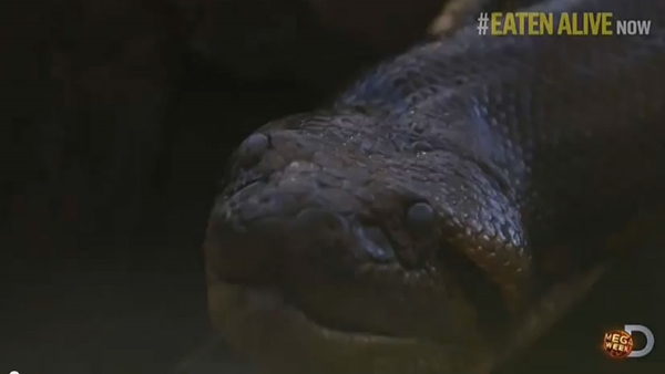 อนาคอนด้า อนาคอนด้า