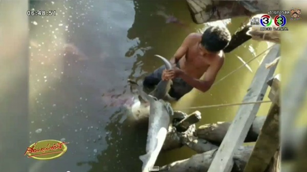 ฉลามขาวเกยตื้น ฉลามขาวเกยตื้น