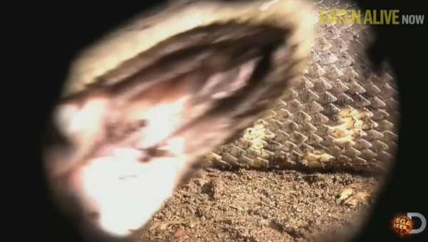 อนาคอนด้า อนาคอนด้า