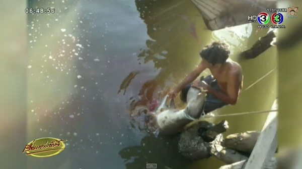 ฉลามขาวเกยตื้น ฉลามขาวเกยตื้น