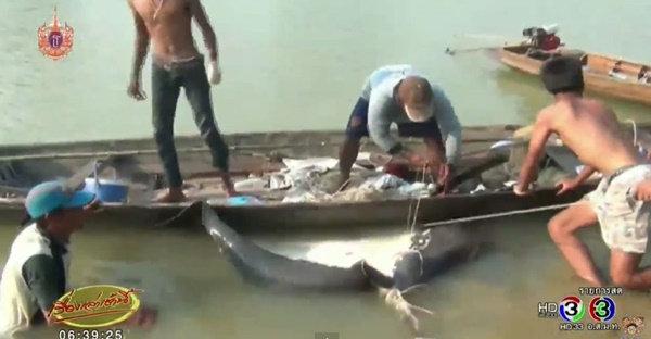 ชาวบ้านจับปลากระเบนราหูยักษ์ 400 โล ยื้อนานกว่า 8 ชม. ชาวบ้านจับปลากระเบนราหูยักษ์ 400 โล ยื้อนานกว่า 8 ชม.