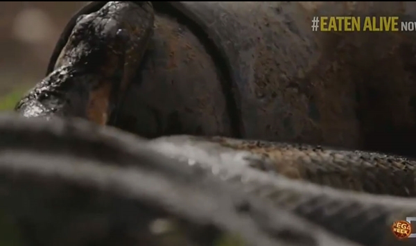 อนาคอนด้า อนาคอนด้า