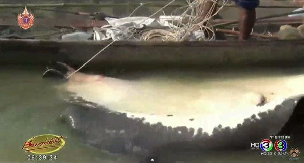 ชาวบ้านจับปลากระเบนราหูยักษ์ 400 โล ยื้อนานกว่า 8 ชม. ชาวบ้านจับปลากระเบนราหูยักษ์ 400 โล ยื้อนานกว่า 8 ชม.