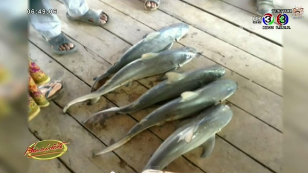 ฉลามขาวเกยตื้น ฉลามขาวเกยตื้น