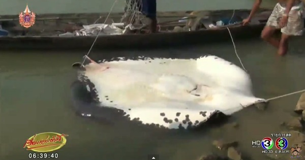 ชาวบ้านจับปลากระเบนราหูยักษ์ 400 โล ยื้อนานกว่า 8 ชม. ชาวบ้านจับปลากระเบนราหูยักษ์ 400 โล ยื้อนานกว่า 8 ชม.