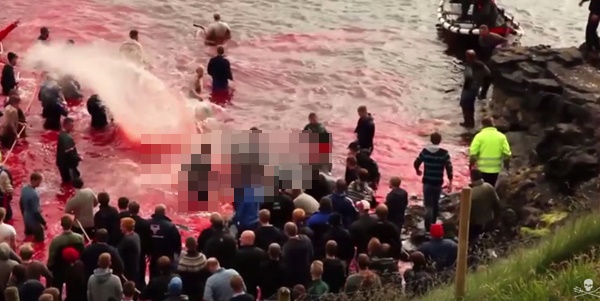 เทศกาลล่าวาฬ เทศกาลล่าวาฬ