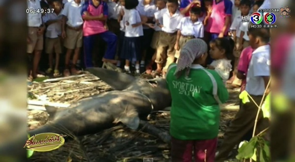 ฉลามขาวเกยตื้น ฉลามขาวเกยตื้น