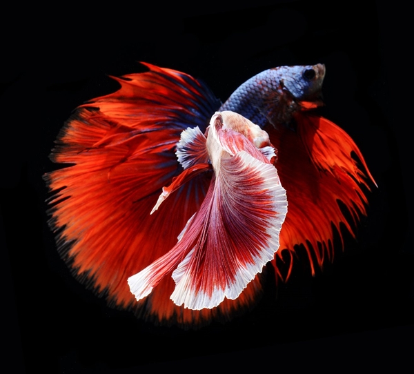 ปลากัด ปลากัด