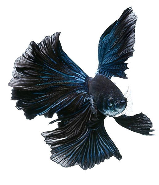 ปลากัด ปลากัด