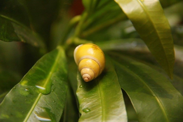 หอยนกเหลืองแม่สอด หอยนกเหลืองแม่สอด