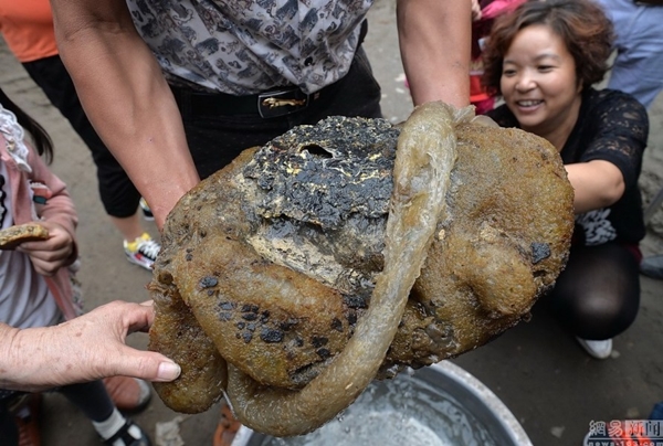 เห็ดหลินจือ เห็ดหลินจือ