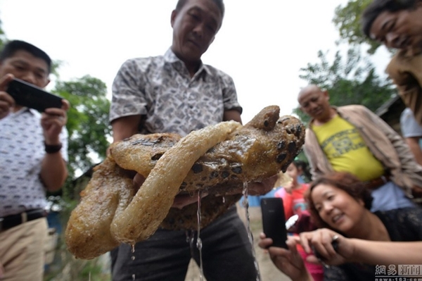 เห็ดหลินจือ เห็ดหลินจือ