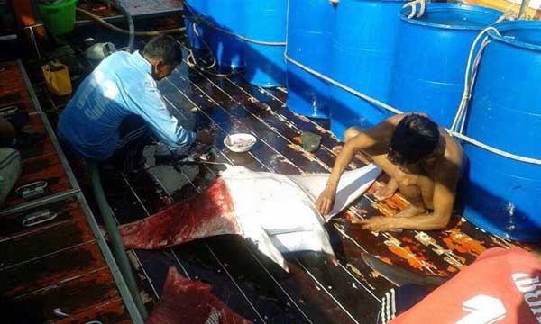 ปลากระเบนแมนต้า ปลากระเบนแมนต้า