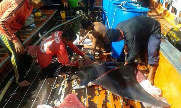 ปลากระเบนแมนต้า ปลากระเบนแมนต้า