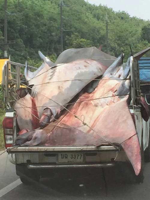 ปลากระเบนแมนต้า ปลากระเบนแมนต้า