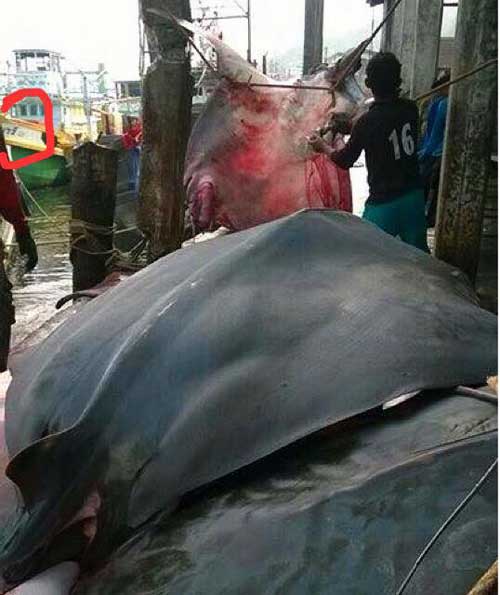 ปลากระเบนแมนต้า ปลากระเบนแมนต้า