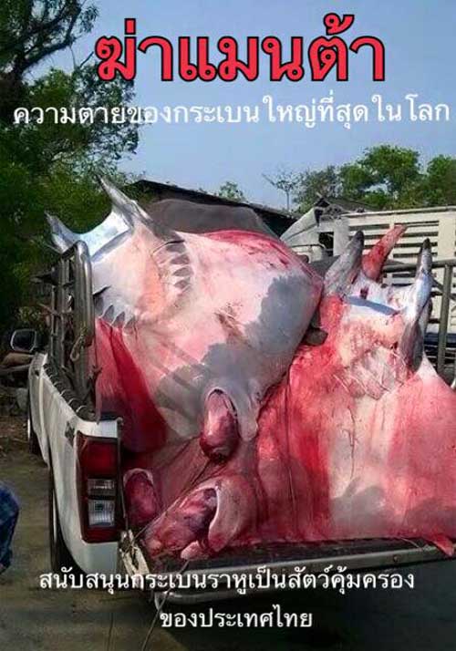 ปลากระเบนแมนต้า ปลากระเบนแมนต้า