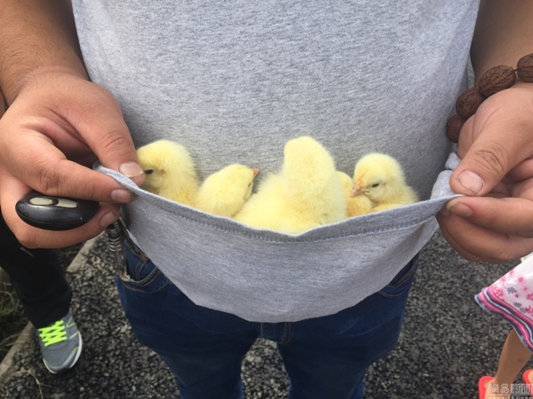 ลูกเจี๊ยบ ลูกเจี๊ยบ