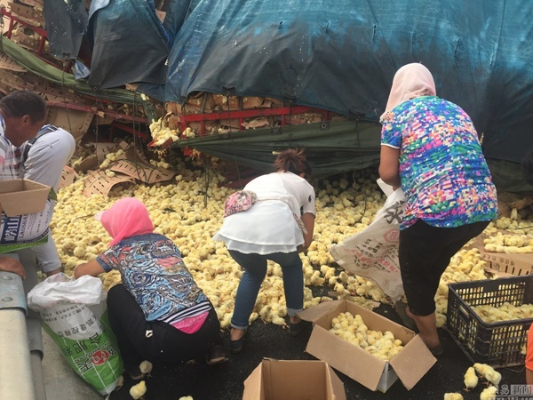 ลูกเจี๊ยบ ลูกเจี๊ยบ