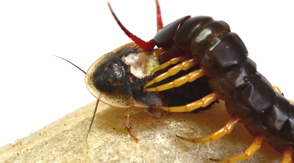 ตะขาบกินแมลงสาบ ตะขาบกินแมลงสาบ