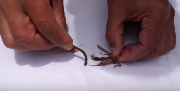 คลิปเตือนคนชอบกินแมลงทอด นี่อาจทำให้คุณสยองหนักมาก คลิปเตือนคนชอบกินแมลงทอด นี่อาจทำให้คุณสยองหนักมาก