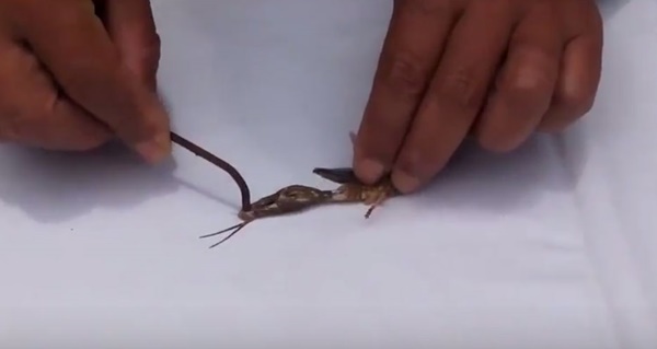 คลิปเตือนคนชอบกินแมลงทอด นี่อาจทำให้คุณสยองหนักมาก คลิปเตือนคนชอบกินแมลงทอด นี่อาจทำให้คุณสยองหนักมาก