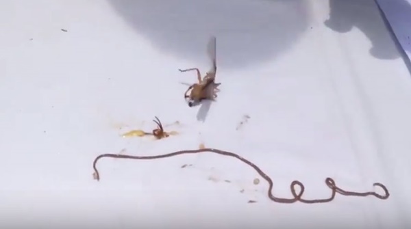 คลิปเตือนคนชอบกินแมลงทอด นี่อาจทำให้คุณสยองหนักมาก คลิปเตือนคนชอบกินแมลงทอด นี่อาจทำให้คุณสยองหนักมาก