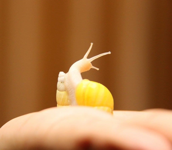 หอยบุษราคัม หอยบุษราคัม