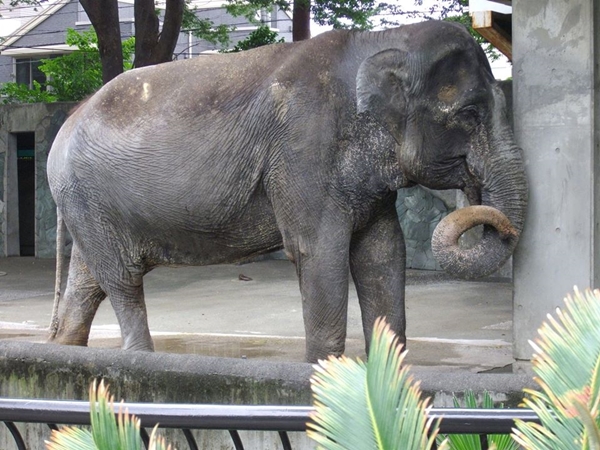 ฮานาโกะ ฮานาโกะ