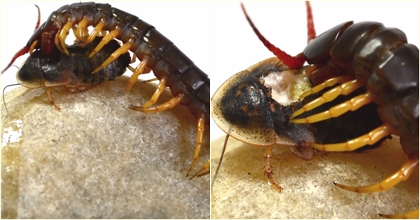 ตะขาบกินแมลงสาบ ตะขาบกินแมลงสาบ